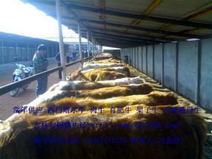 河南優(yōu)質(zhì)肉牛養(yǎng)殖 機(jī)遇與市場(chǎng)前景探析